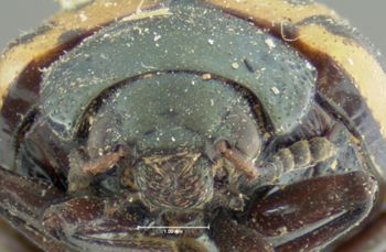 Media type: image;   Entomology 22199 Aspect: head frontal view